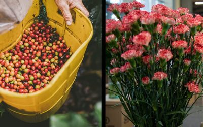 Exportaciones del agro colombiano, al alza: en junio de 2025 aumentaron 35% con respecto al mismo mes del año anterior