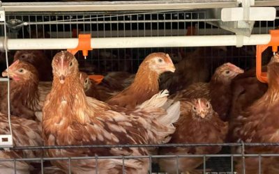 En Antioquia está la primera granja avícola de gallinas ponedoras del país certificada en Bienestar Animal