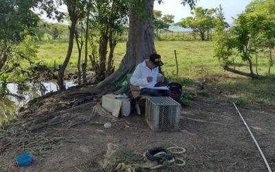 El ICA atiende sospecha de enfermedad en tilapias plateadas en Repelón, Atlántico