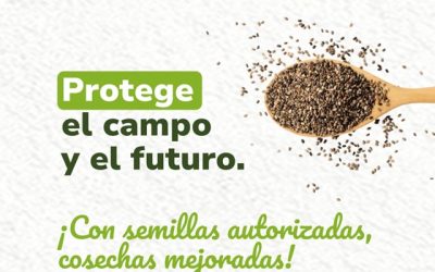 Con semillas mejoradas, productores agrícolas apuestan por un semestre récord en productividad