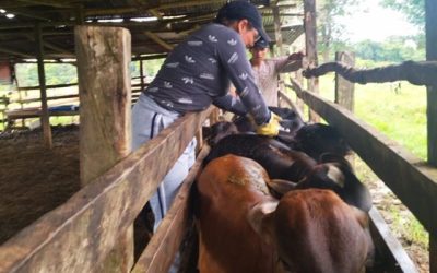 En el Caquetá se fortalece la sanidad pecuaria de la región