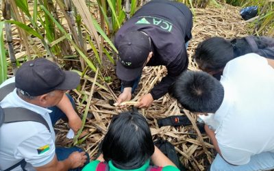 RenHacemos: agricultores del Cauca cambian la coca por cultivos lícitos con apoyo del ICA
