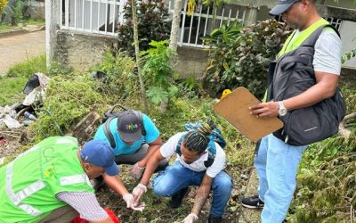 El ICA participa activamente en la jornada de captura y manejo del caracol gigante africano en la isla de San Andrés