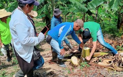 Productores de plátano y banano en Santander se capacitan para controlar el picudo del plátano y fortalecer la seguridad alimentaria