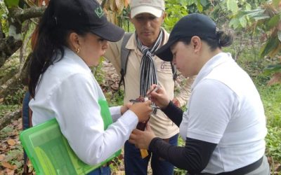 En Santander, el ICA realizó brigada de muestreo para la identificación de perforadores de la corteza y la semilla del cacao.