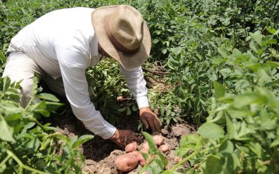 Se instala la Mesa Técnica Nacional de Papa, liderada por MinAgricultura