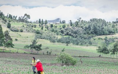 El agro no para de generar empleo en Colombia: durante junio, la ocupación rural aumentó en 3%