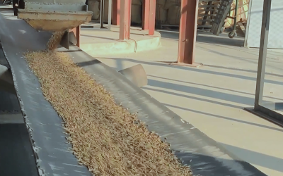 MinAgricultura publica para comentarios el borrador de resolución que establece un régimen de libertad regulada de precio de arroz blanco