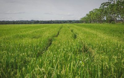 MinAgricultura expide la Resolución que somete el arroz paddy verde al régimen de libertad regulada de precios