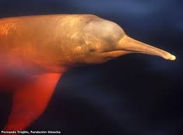Colombia logró aprobación de resolución que busca la conservación de delfines de río