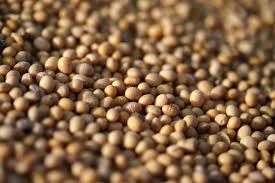 Subida de los futuros tanto de soja como de maíz en el mercado de Chicago en EE.UU.