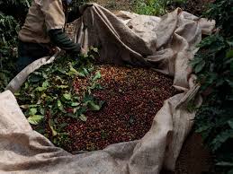 La producción de café en julio fue de 1,37 millones de sacos de 60 kg, creció 19%