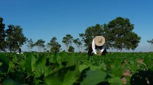 PIB agropecuario creció 3,8% en el segundo trimestre del año, campo sigue siendo motor de crecimiento