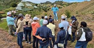 Colombia lanza primer cultivo demostrativo de aguacate Hass en alta densidad con tecnología israelí
