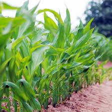 Agricultores europeos enfrentan costos más altos tras aranceles de la UE a fertilizantes