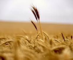Francia estima una producción en 33,1 millones de toneladas métricas de trigo blando