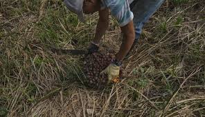 El contrato de referencia del aceite de palma en la Bolsa de Malasia cayó US$5,23 o 0,49%