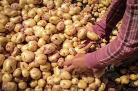 Bioestimulantes como reemplazo de fertilizantes minerales en los cultivos de papas