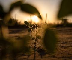 Sojeros y Bayer se enfrentan por los «incentivos a la mejora genética» de las semillas