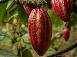 Lo que expertos encontraron en cultivos cacaoteros de diferentes fincas en Colombia