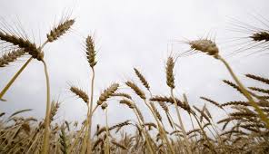 Se estima que las exportaciones de trigo ruso en agosto lleguen a 3,5 millones de toneladas