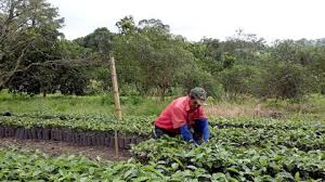 Ecosistema Cafetero: apuesta de Davivienda para caficultores y sus familias