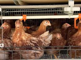 Primera granja avícola de gallinas ponedoras del país certificada en Bienestar Animal