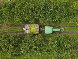 Alternativas de los bancos para financiamiento de proyectos agropecuarios en Colombia