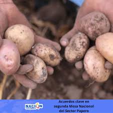 Pérdidas actuales de paperos se estiman entre $11 y $16 millones por hectárea