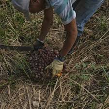 Futuros del aceite de palma en la bolsa de Derivados de Bursa Malasia subieron 1,29%