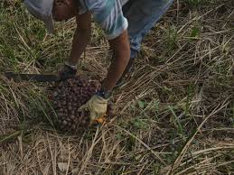 Futuros del aceite de palma en la bolsa de Derivados de Bursa Malasia subieron 1,29%