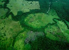 Deforestación en Colombia aumentó un 43% entre 2023 y 2024; más de 113.000 hectáreas