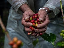 Popayán se convierte en la capital del café con la Feria Mundial ‘Cauca Sabe a Café’