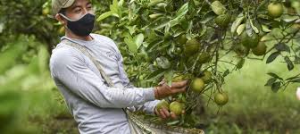 Naranjas, limones y aguacates para «seguir transformando vidas a través del campo»