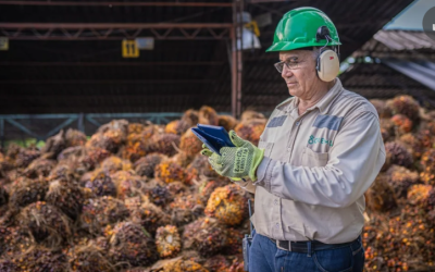 Gremca, primera palmicultora en el mundo en certificar sus productos como libres de deforestación.