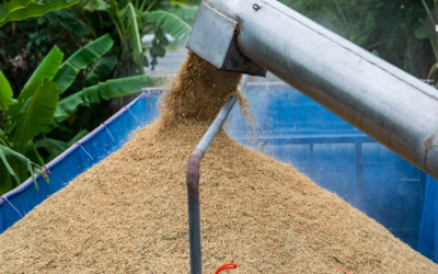 SIC autorizó creación de un acuerdo para fijar precios mínimos al arroz paddy verde