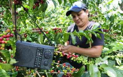 Ecosistema cafetero: apuesta de Davivienda para caficultores y sus familias