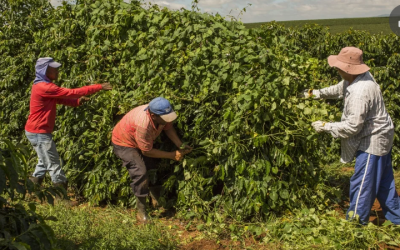 Contrato más activo de café arábico cayó 3,6%, a US$3,7215 la libra en Nueva York