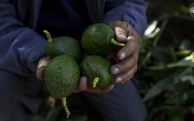 Predios certificados en Quindío en aguacate y más de 40 mercados internacionales abiertos en Colombia