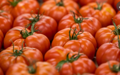 La semana comenzó con una reducción de $500 en el precio del kilo de tomate chonto