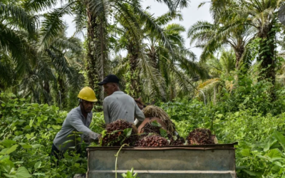 Futuros del aceite de palma malasio caen US$0,95; la tonelada métrica está en US$1.053,58