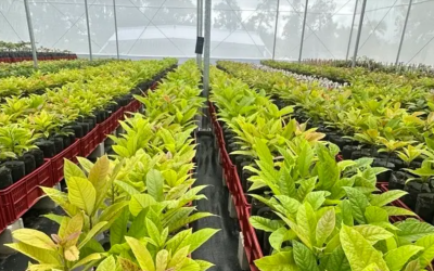 Más allá de un plástico: agricultura protegida como sistema inteligente para el futuro rural de Colombia