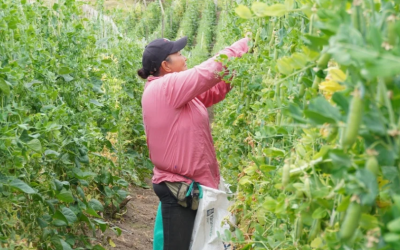 Mediante las Appa se busca proteger las áreas de producción de alimentos en el país, dice Ministra