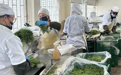 Plantar, una empresa líder en la producción y la exportación de hierbas aromáticas