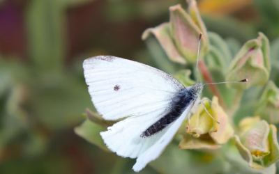 Población de mariposas disminuiría drásticamente por fenómenos climáticos extremos