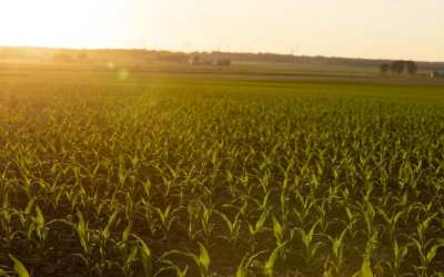 El maíz retrocede desde su máximo en tres meses tras el informe bajista del Usda