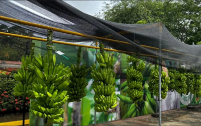 El cultivo de banano de exportación en Colombia muestra signos de recuperación en 2025