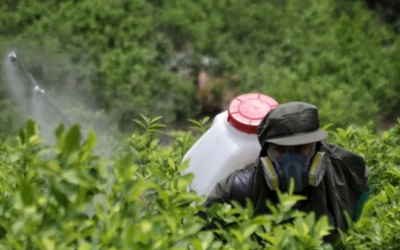 El área de coca cultivada supera hectáreas productivas de yuca, papa, cítricos y banano