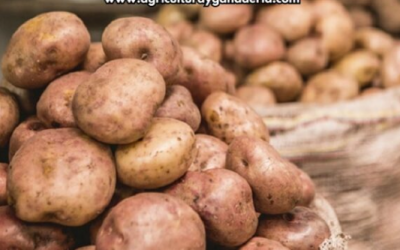 Precios mayoristas de la papa en la central de abastos de Bogotá