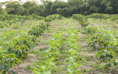 Agricultura digital como respuesta a los desafíos del cambio climático y la sostenibilidad